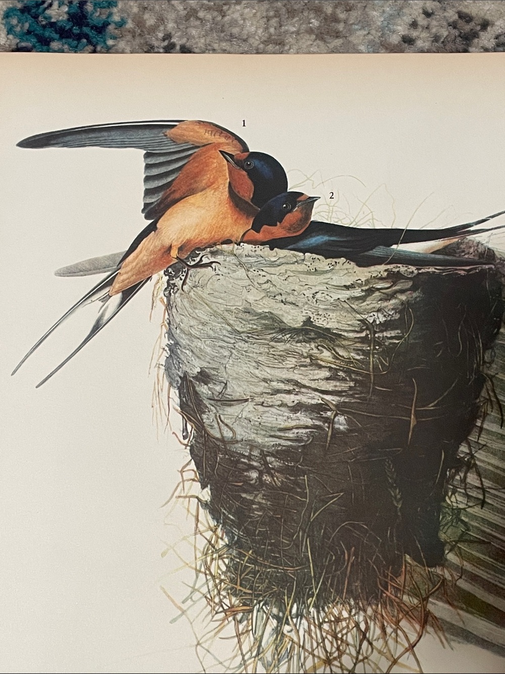 🖤5/$25 vintage barn swallow bird nest print